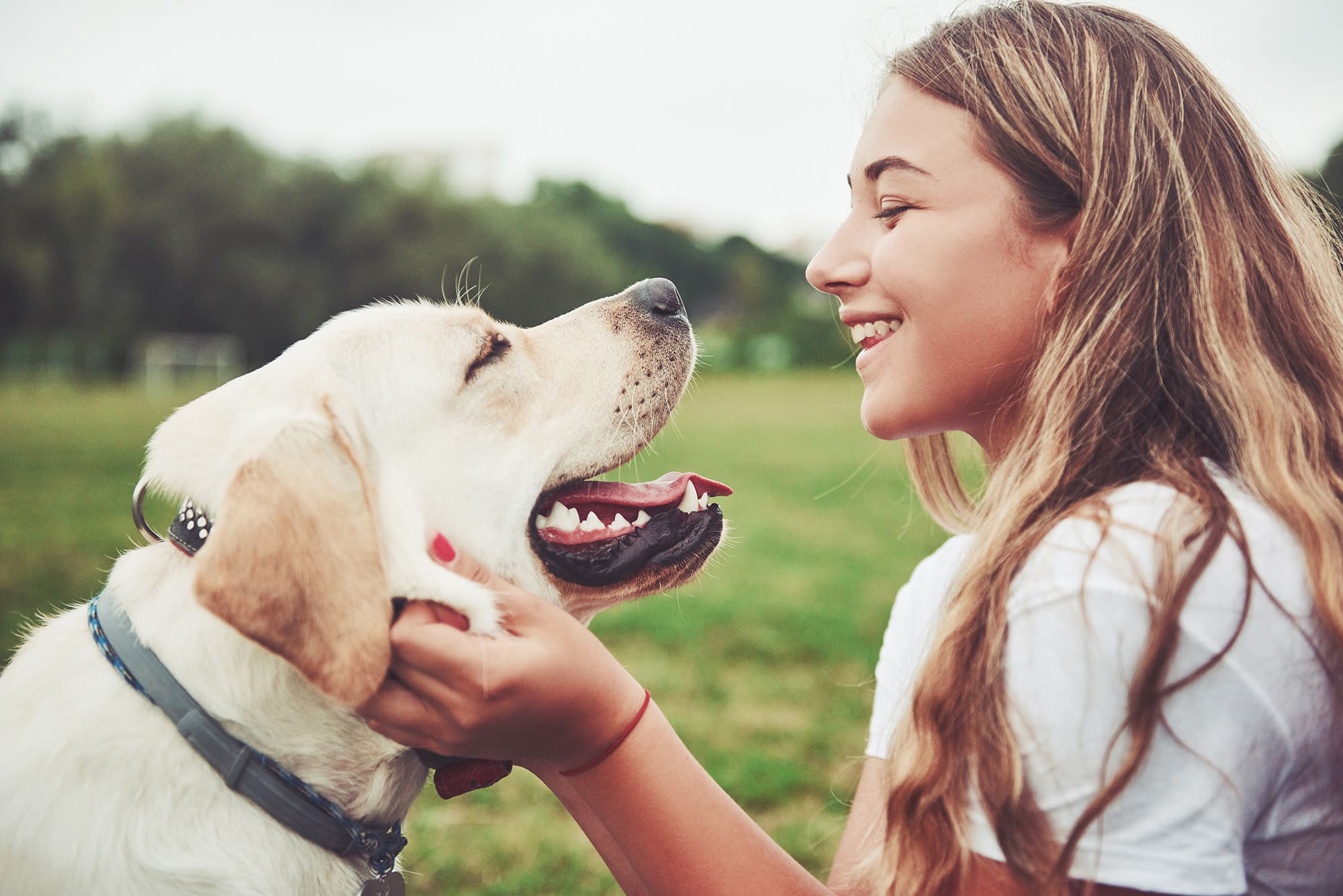 Young girl smiling and petting yellow lab